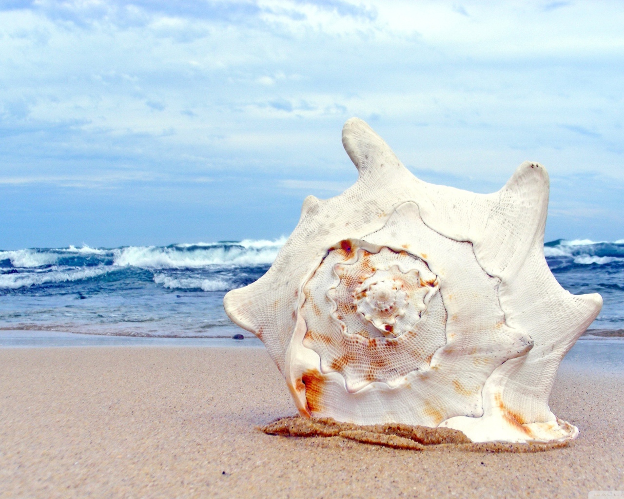 Ракушка на пляже