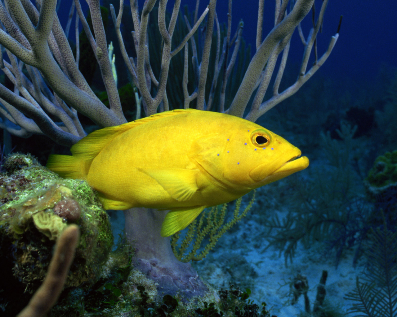 Желтая рыба