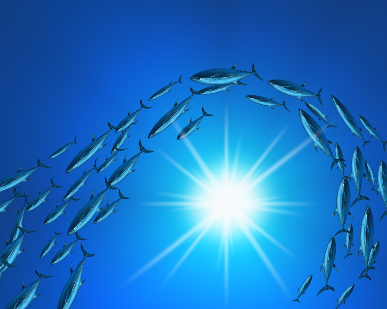 Плывет стая тунцов