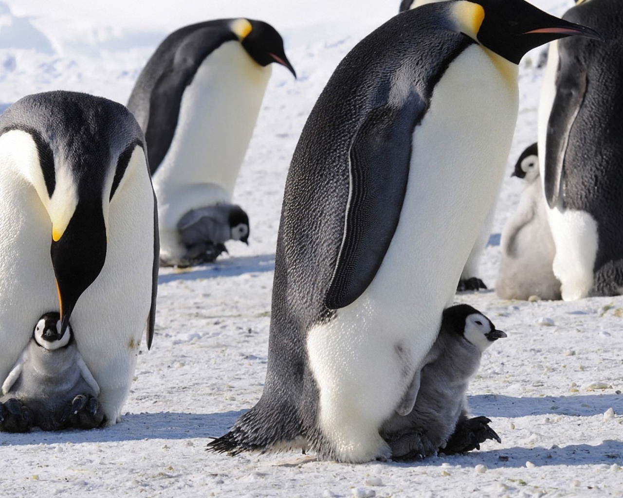 Пингвины с птенцами