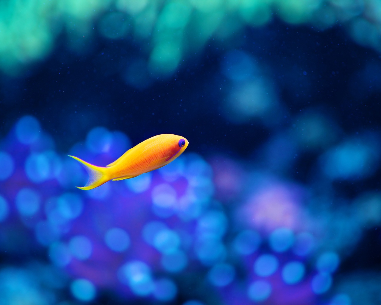 Морская оранжевая рыбка