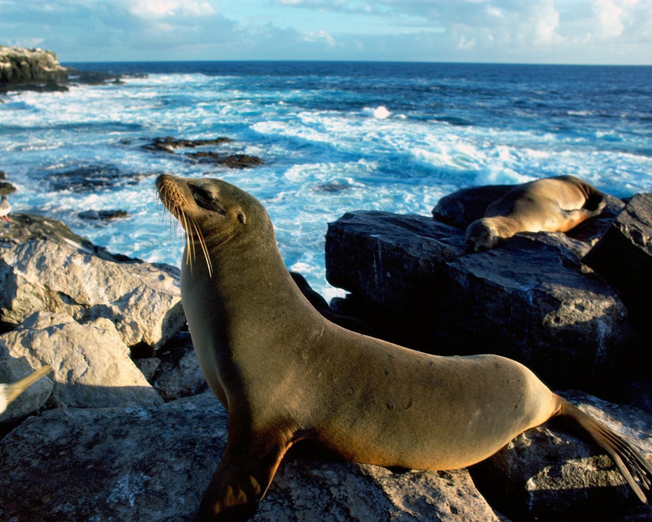Морские тюлени греются на солнце