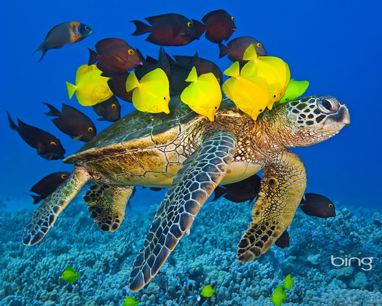 Sea turtle with the fishes
