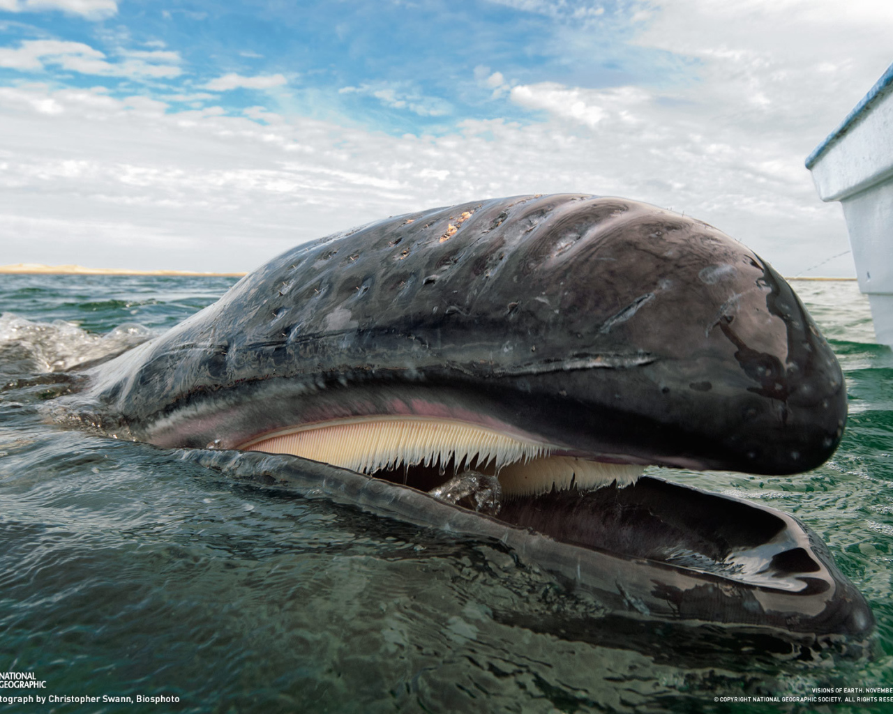 Открытый рот кита