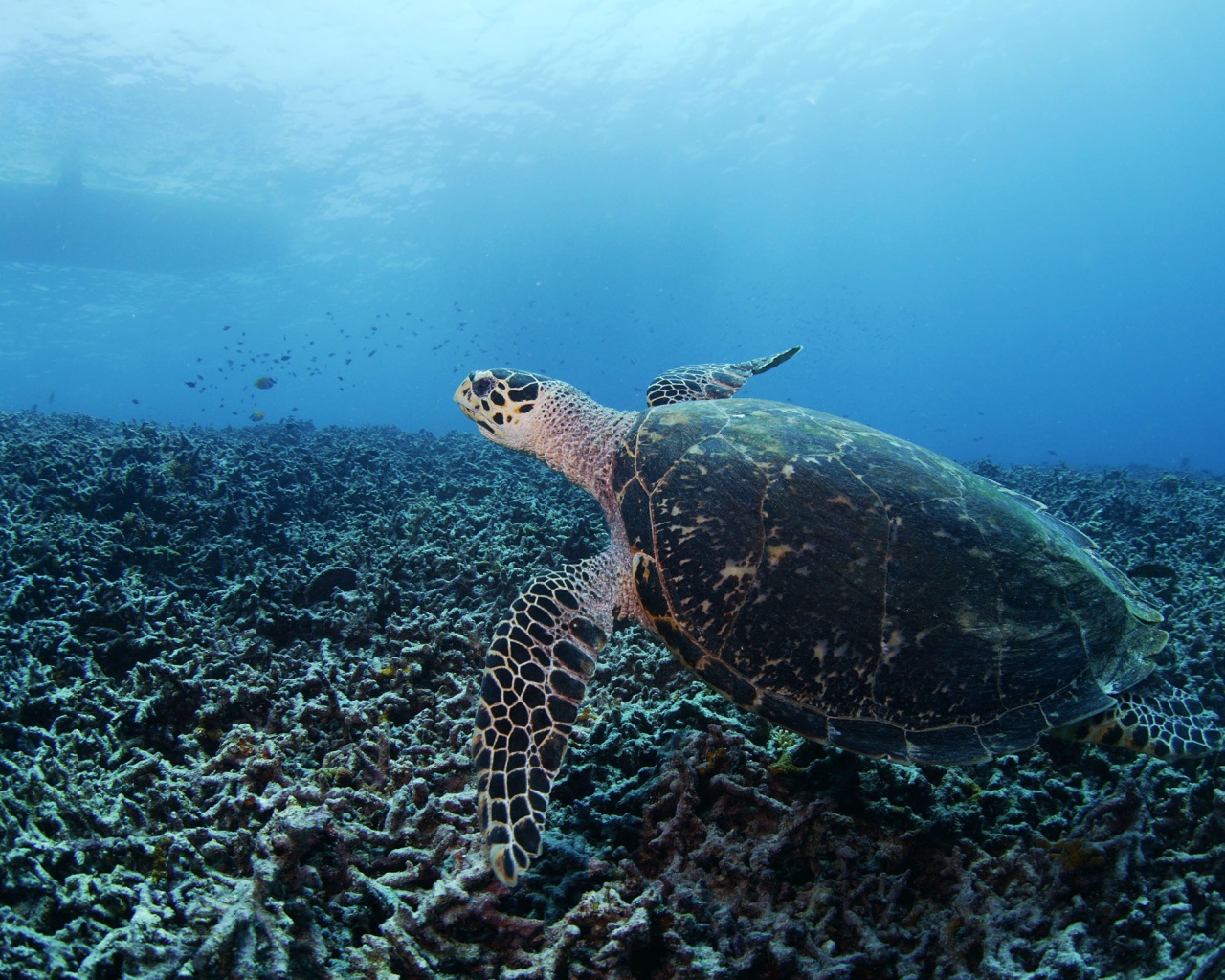 Черепаха на дне