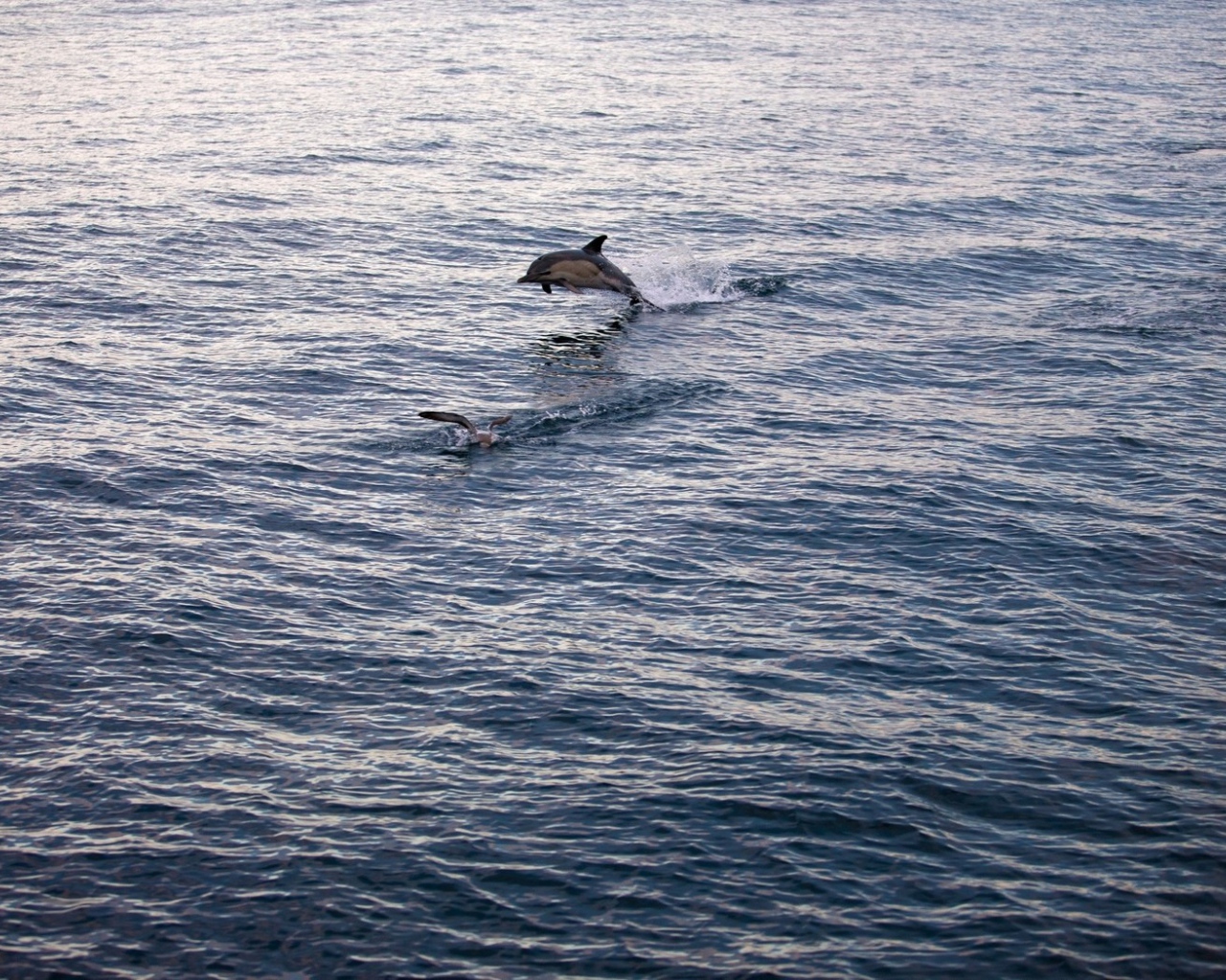 Дельфин выпрыгнул из воды