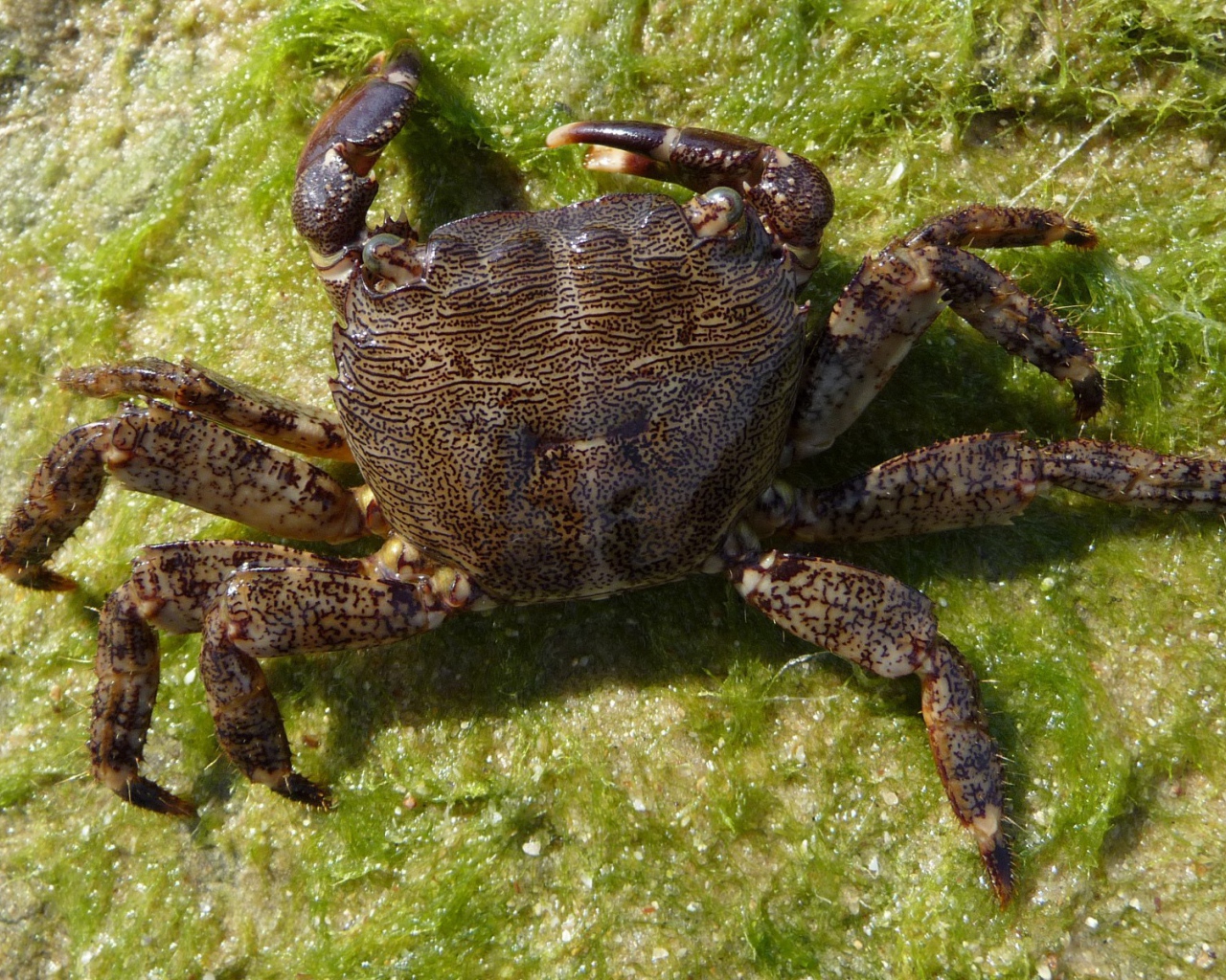 Морской краб