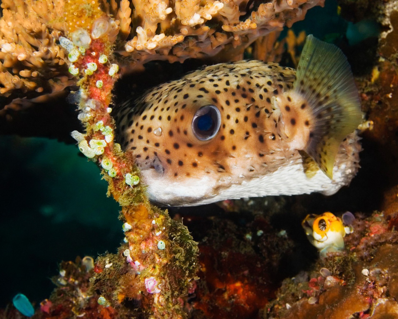 Пятнистая коралловая рыба