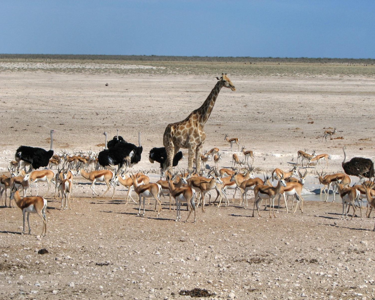 Животные Африки