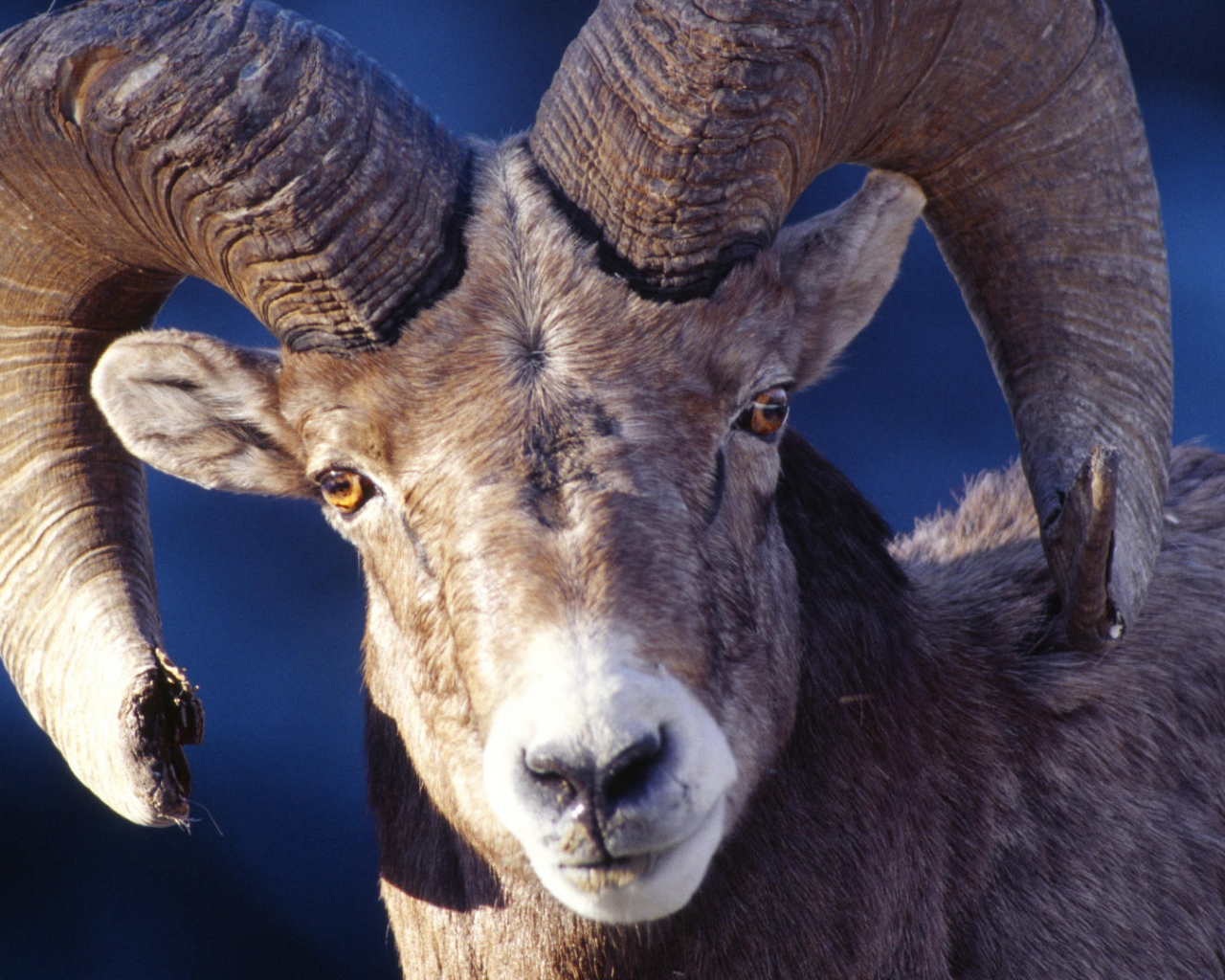 Баран со сломанным рогом