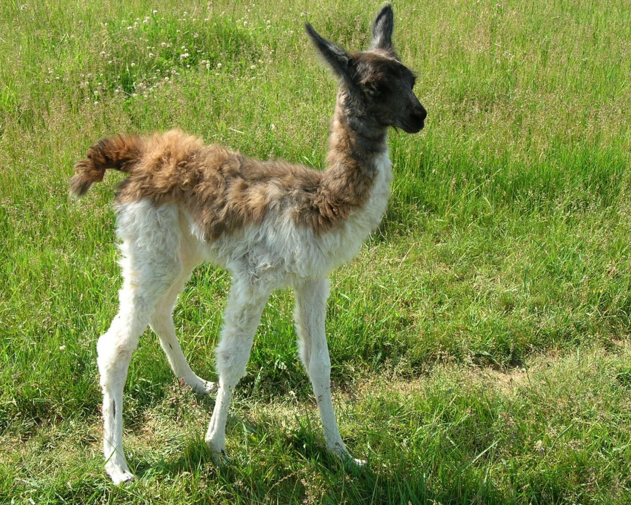Детеныш ламы
