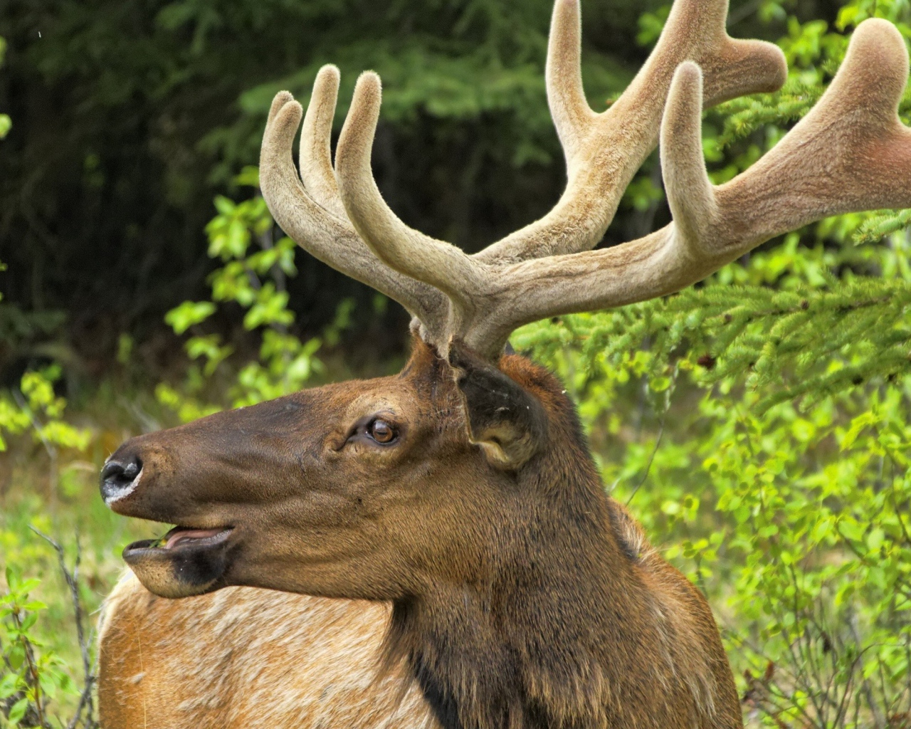 Олень трубит