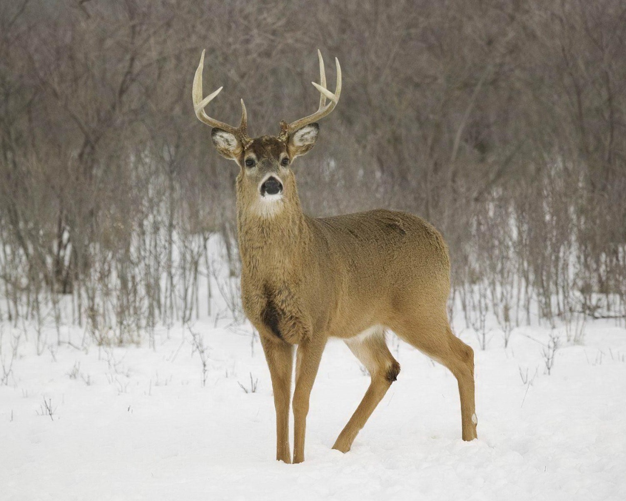 Олень на снегу