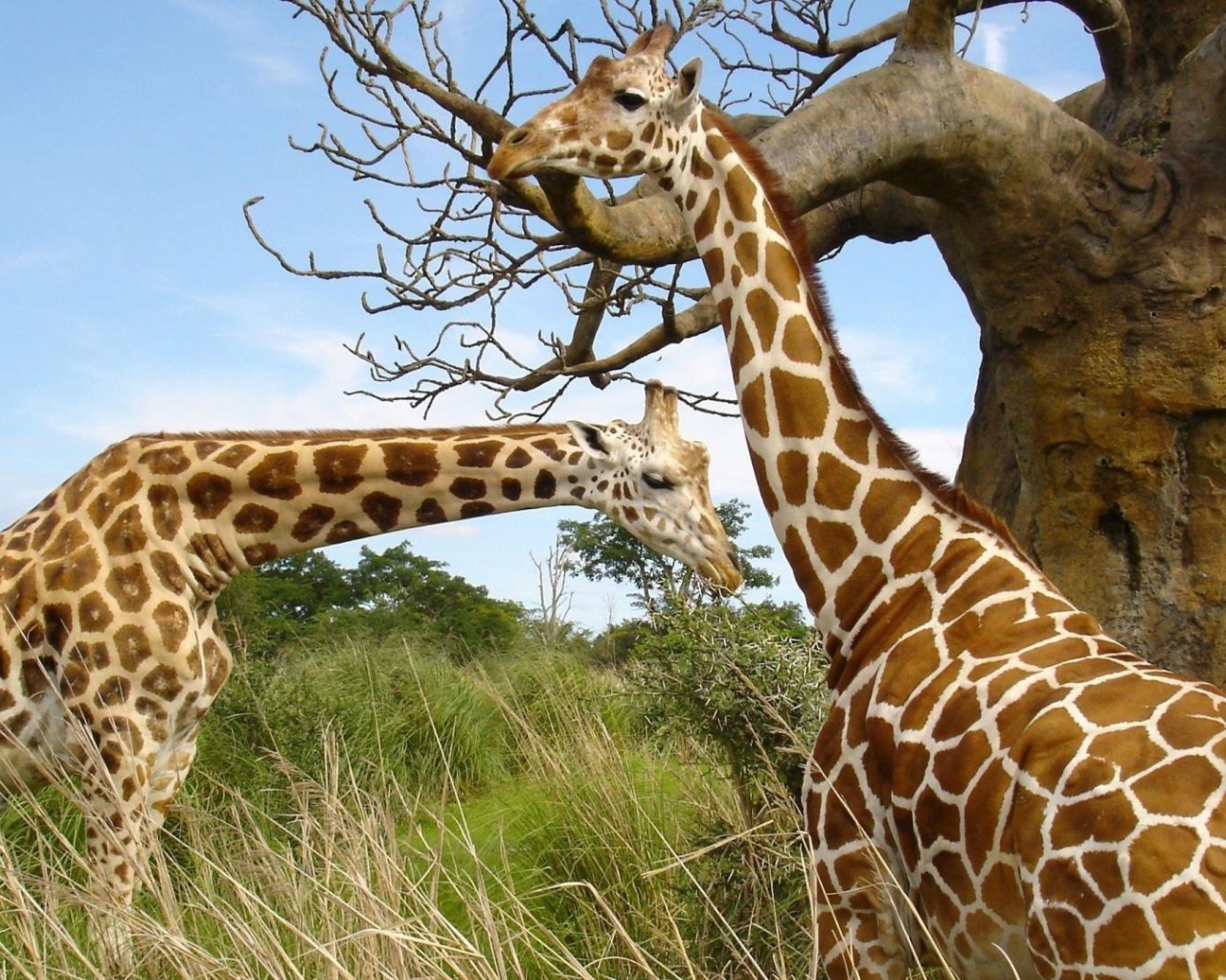 Жирафы около баобаба