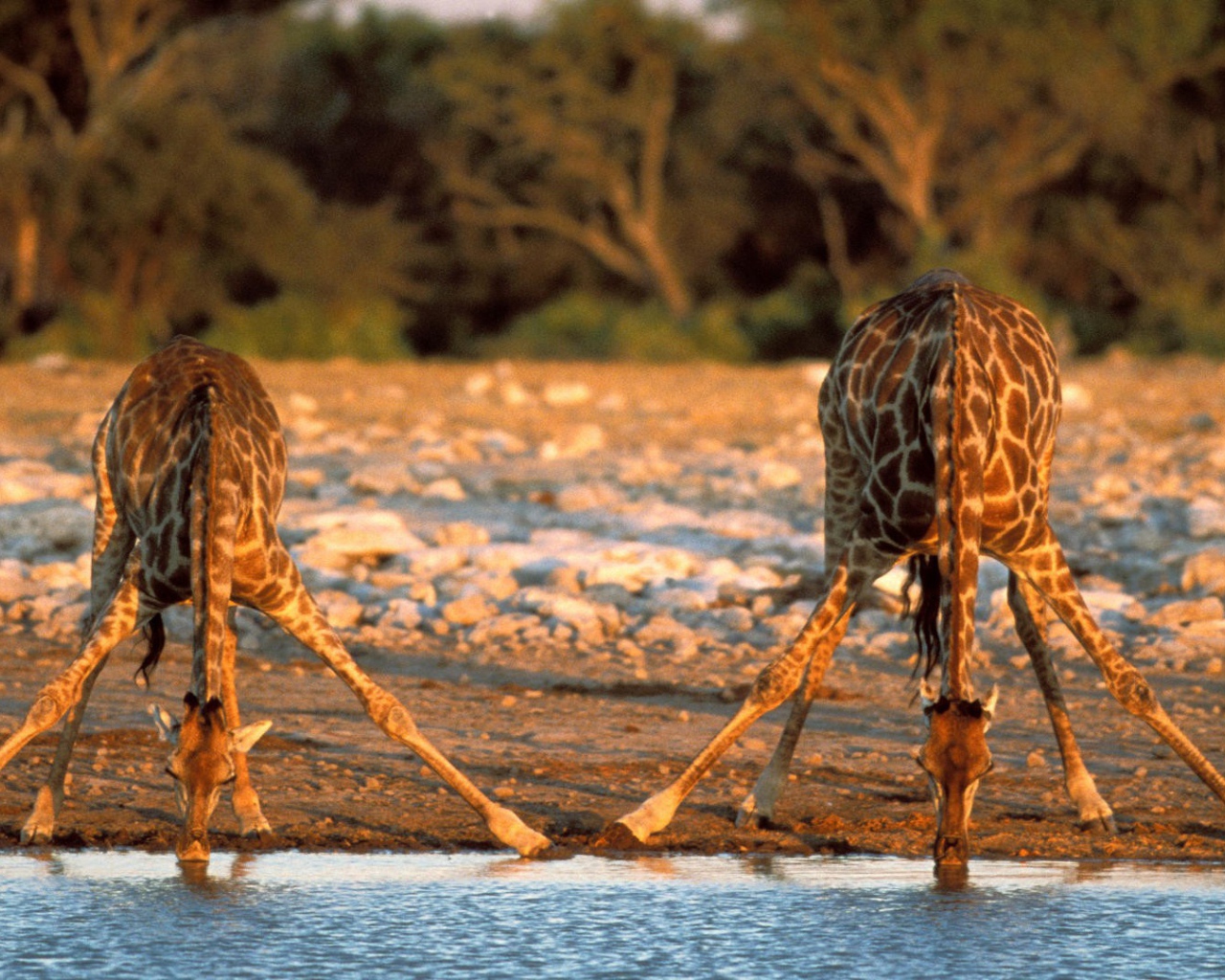 Жирафы пьют воду