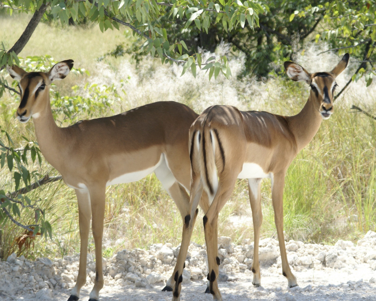 Косули Бамби