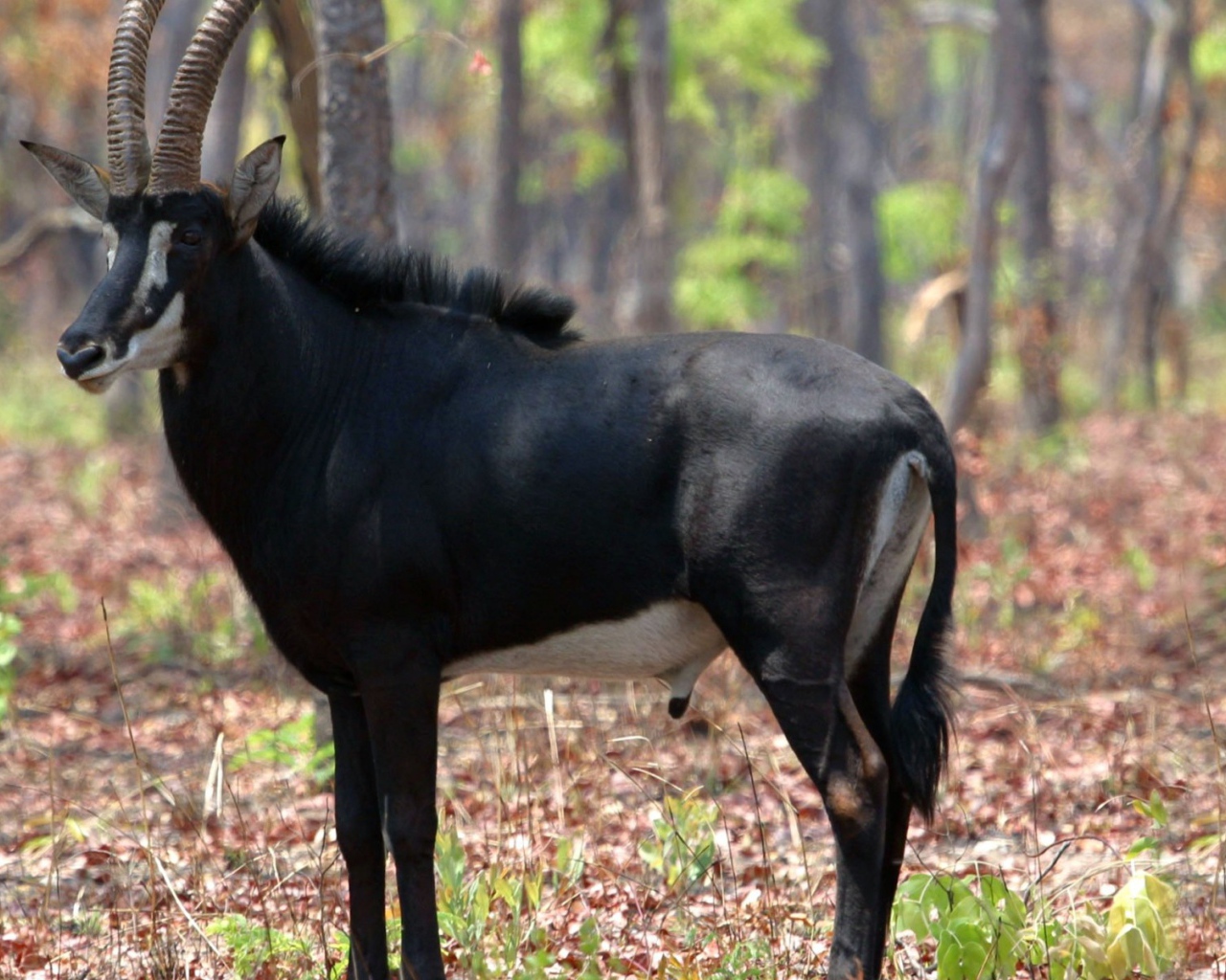 Саблерогая антилопа