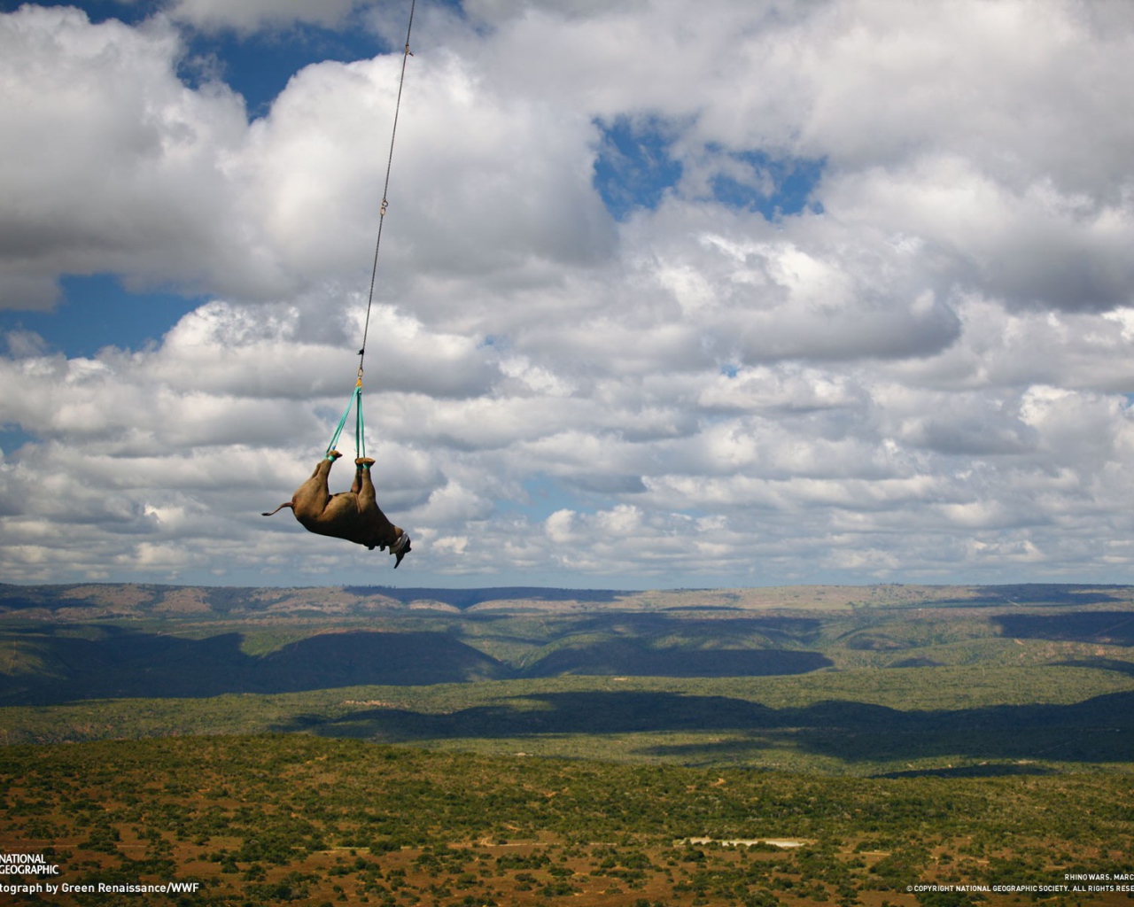 Перевозка носорога на вертолете