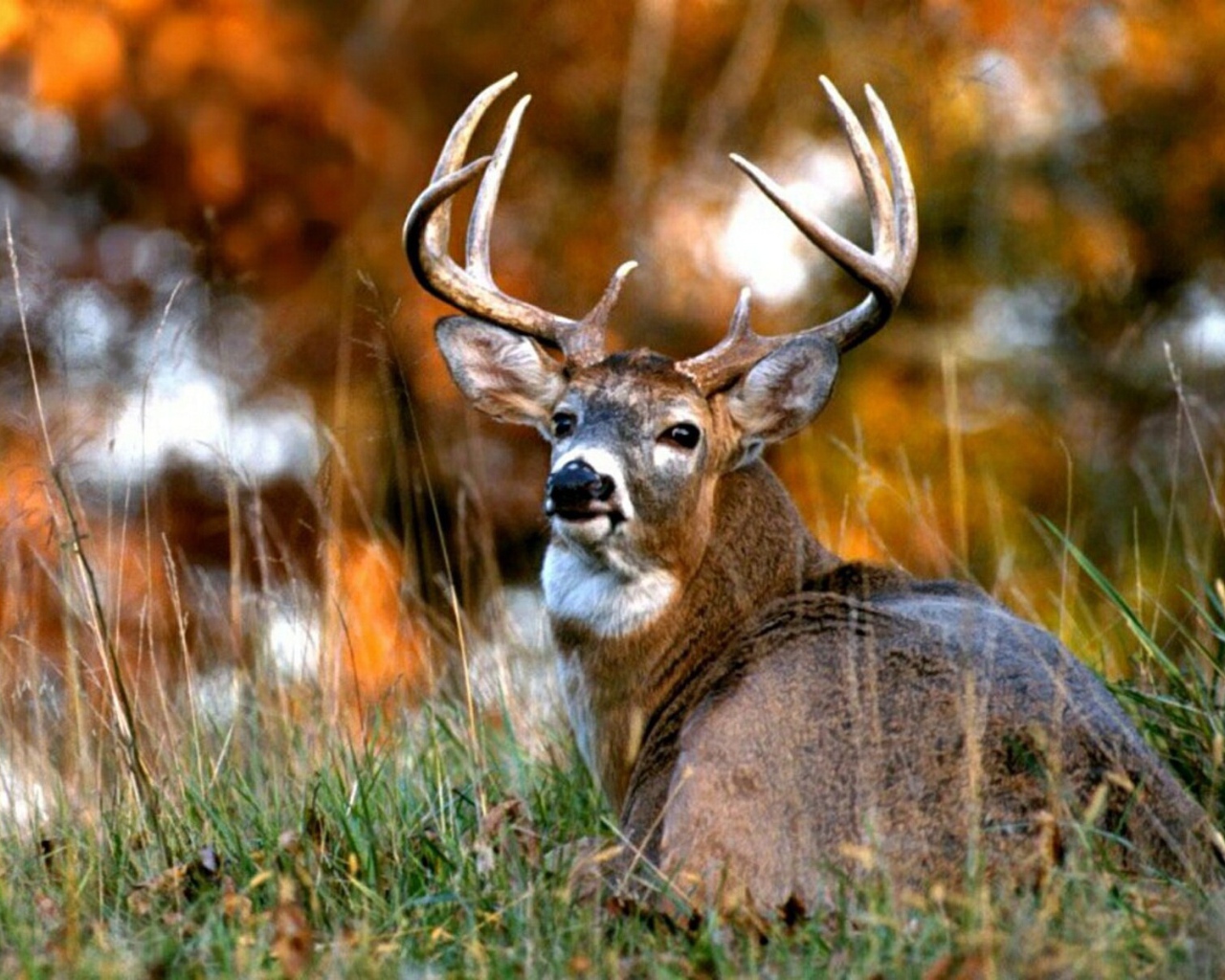 Африканский олень 