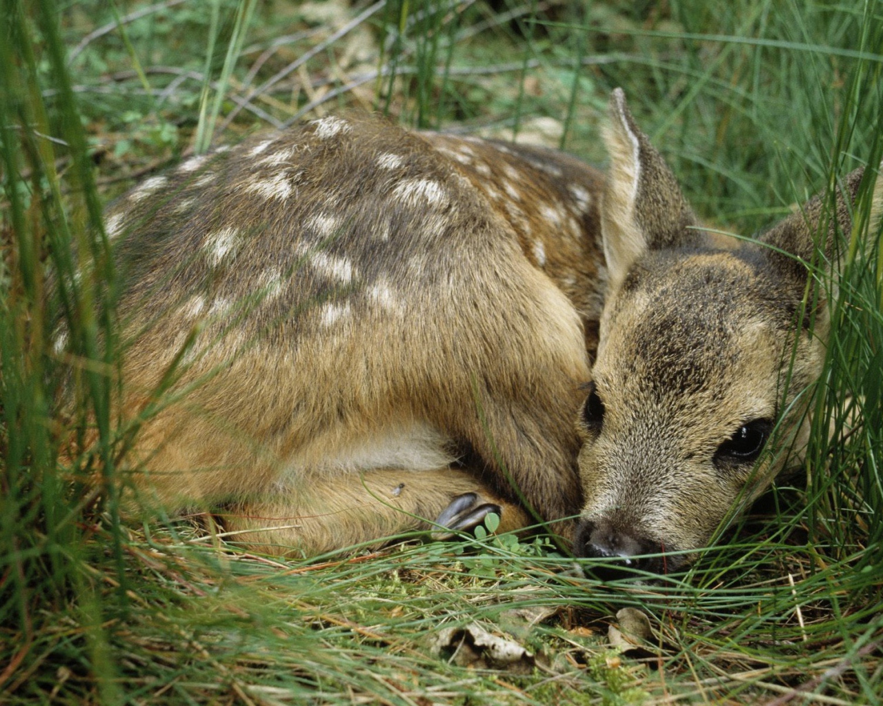 Олененок лежит в траве