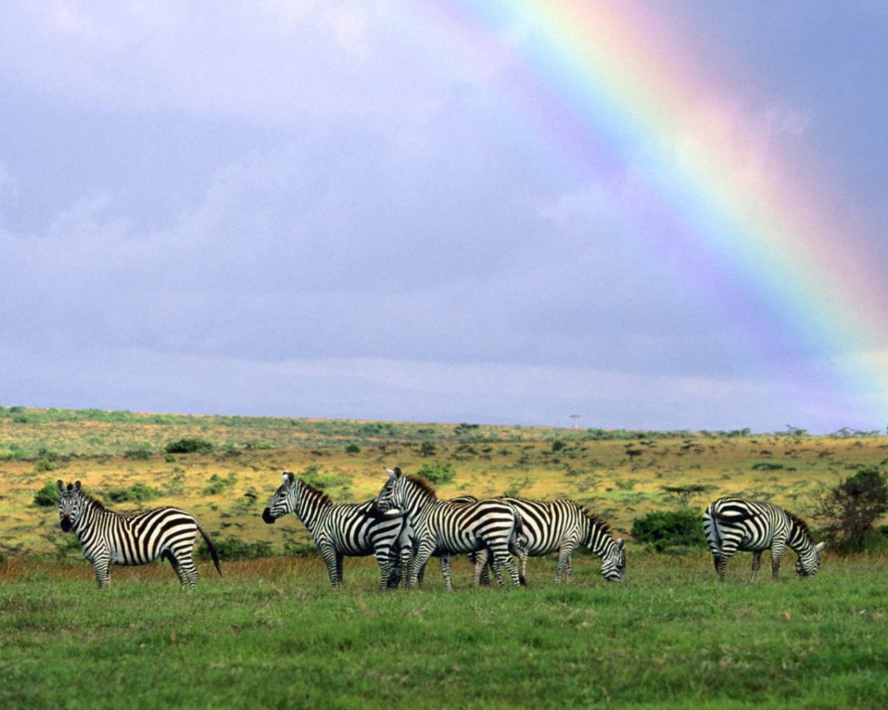 Зебры пасутся под радугой