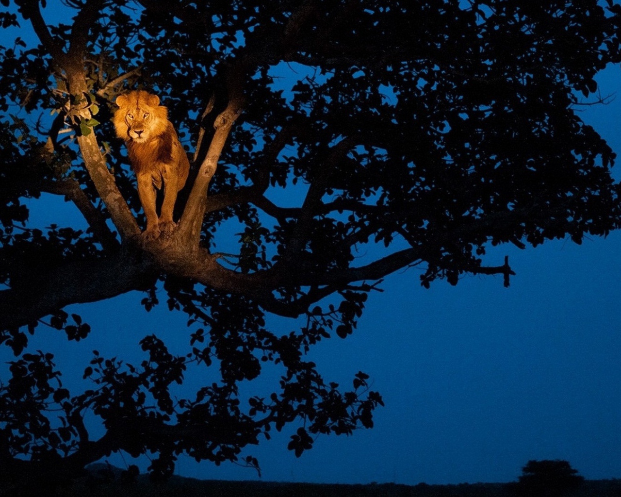 Лев сидит на дереве