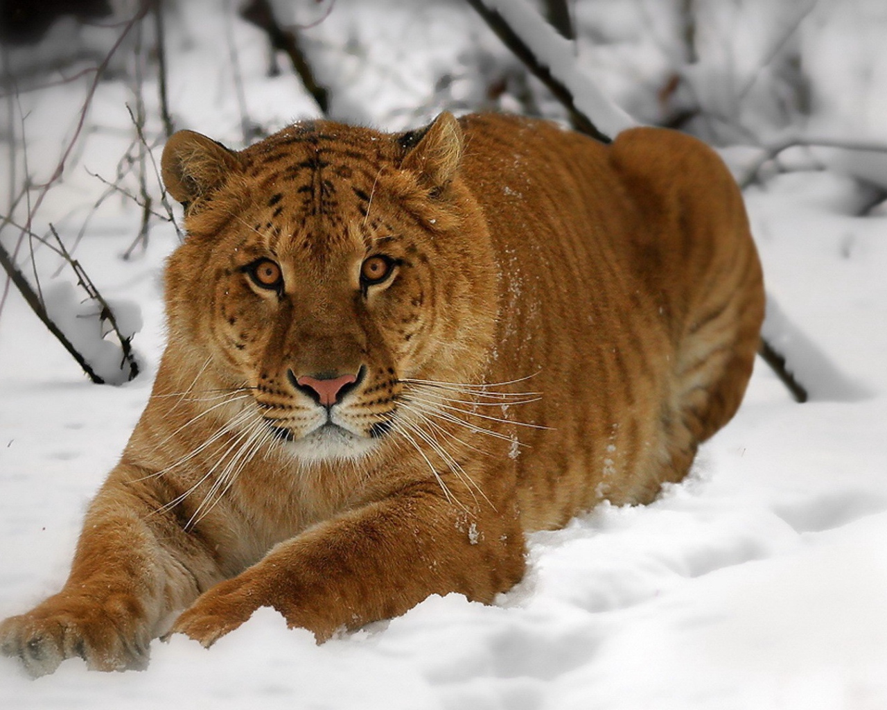 Амурский тигр на снегу