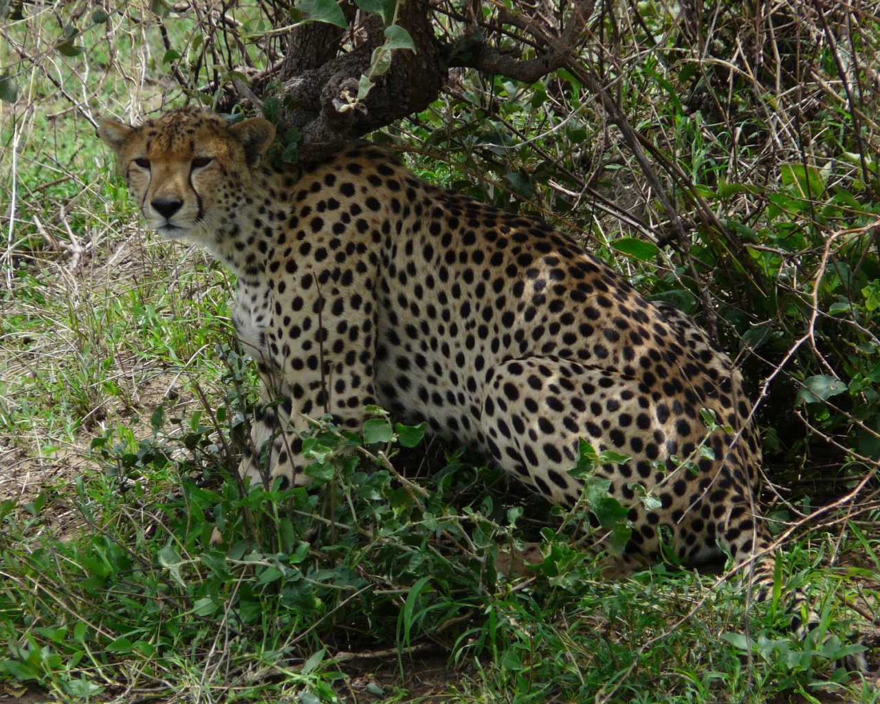 Животные кошачьей породы гепард