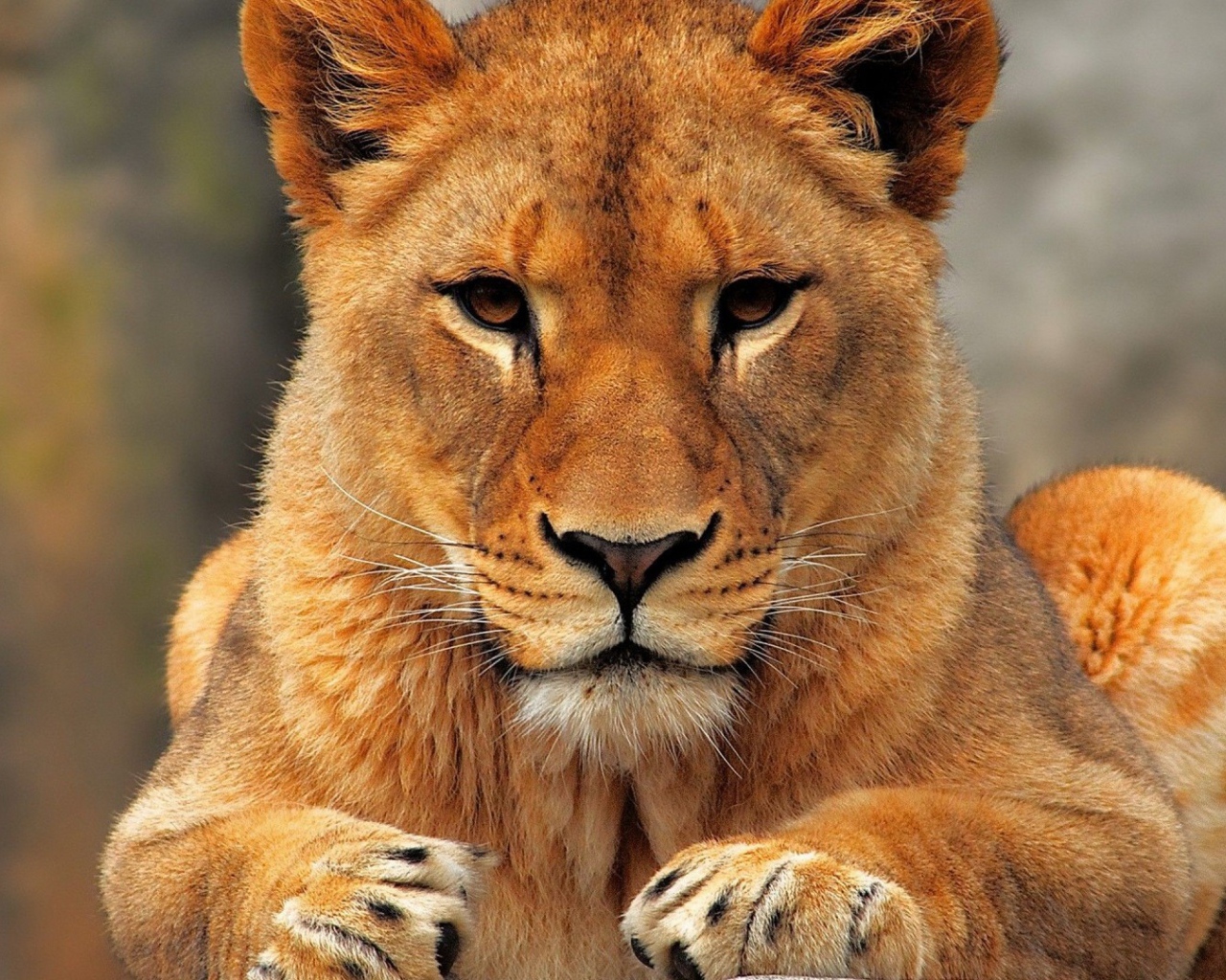 Лев лежит на земле