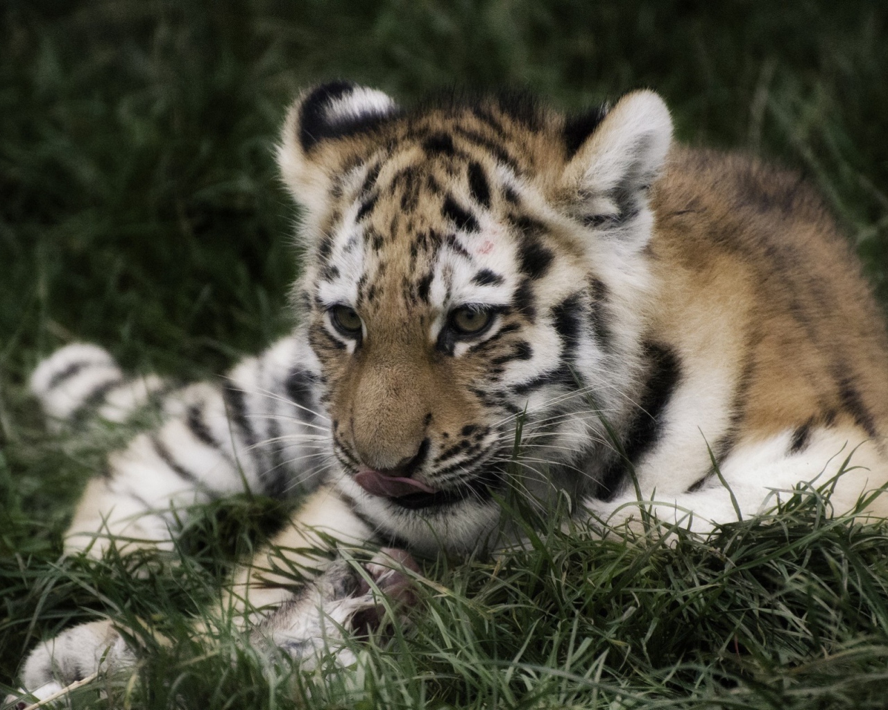 Тигр отдыхает в траве