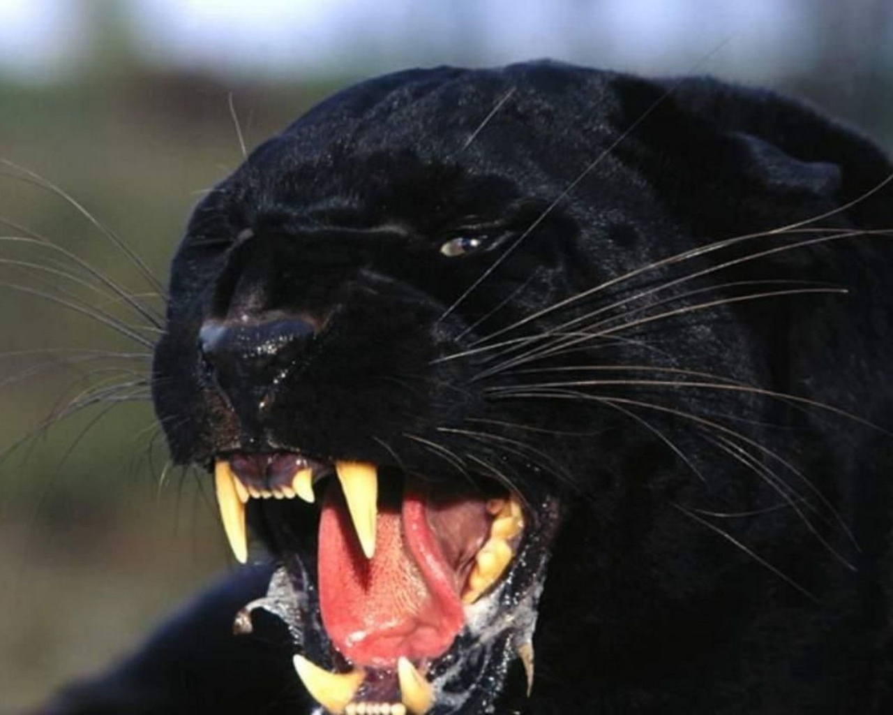 Черная пантера показывает клыки