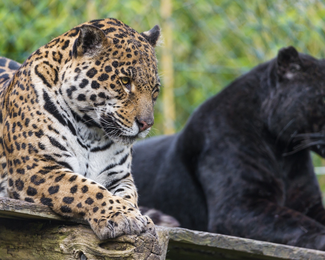 Черная и пятнистая пантера