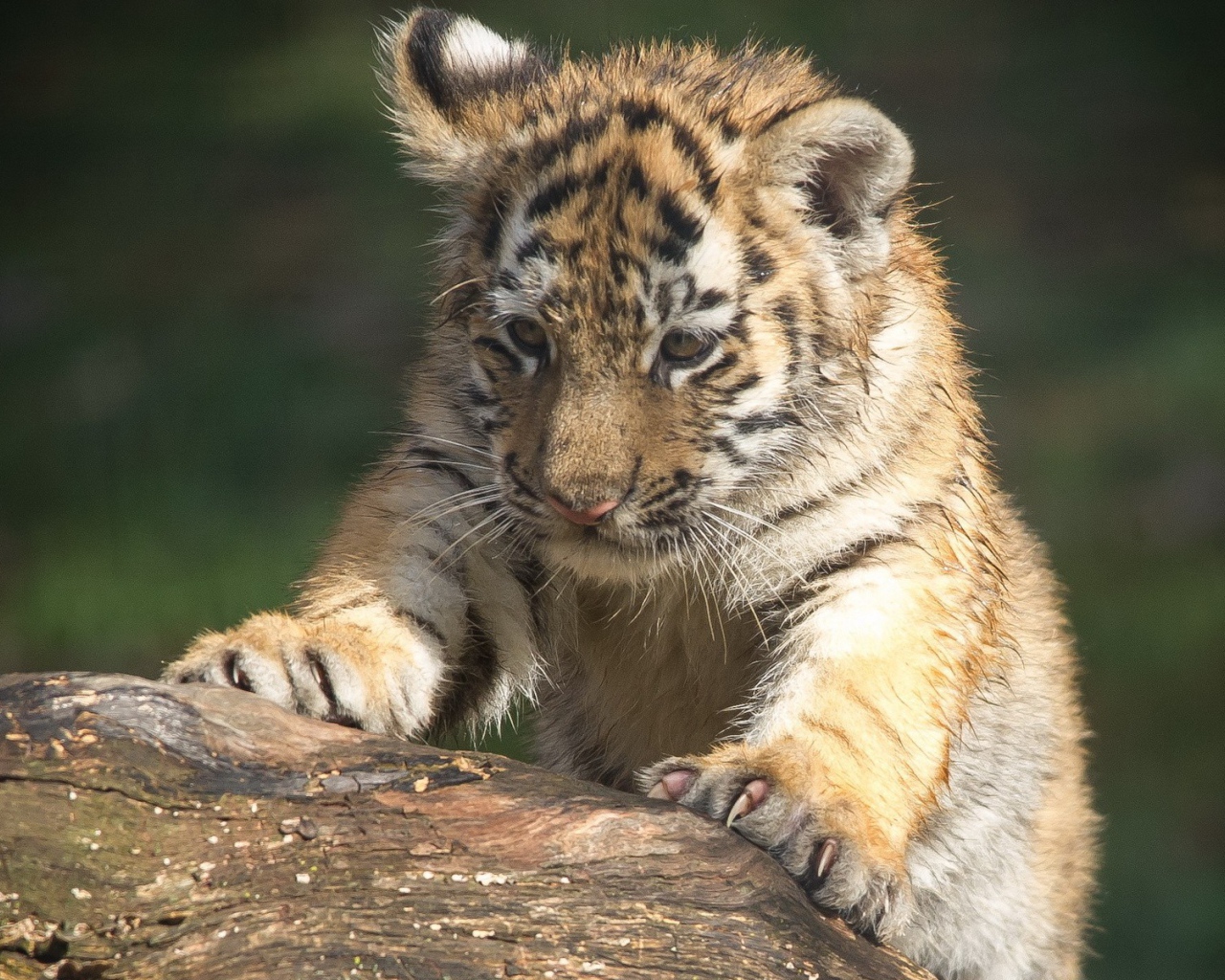 Тигренок царапает дерево