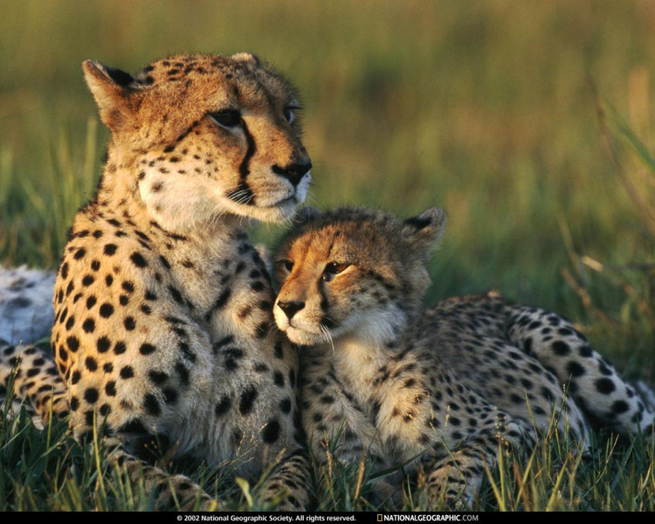 Family Of Cheetahs