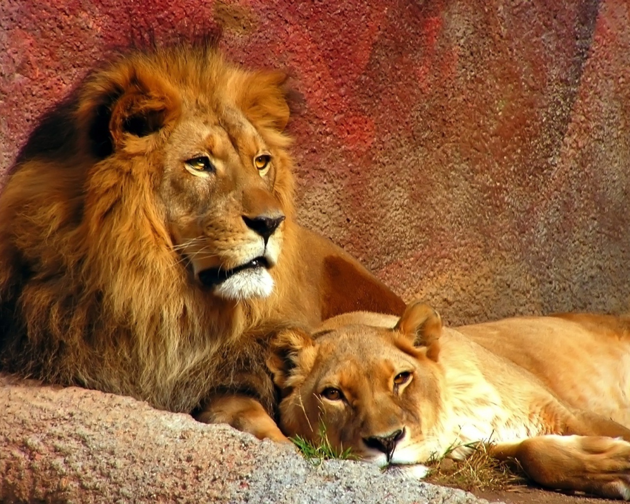 Лев с львицей
