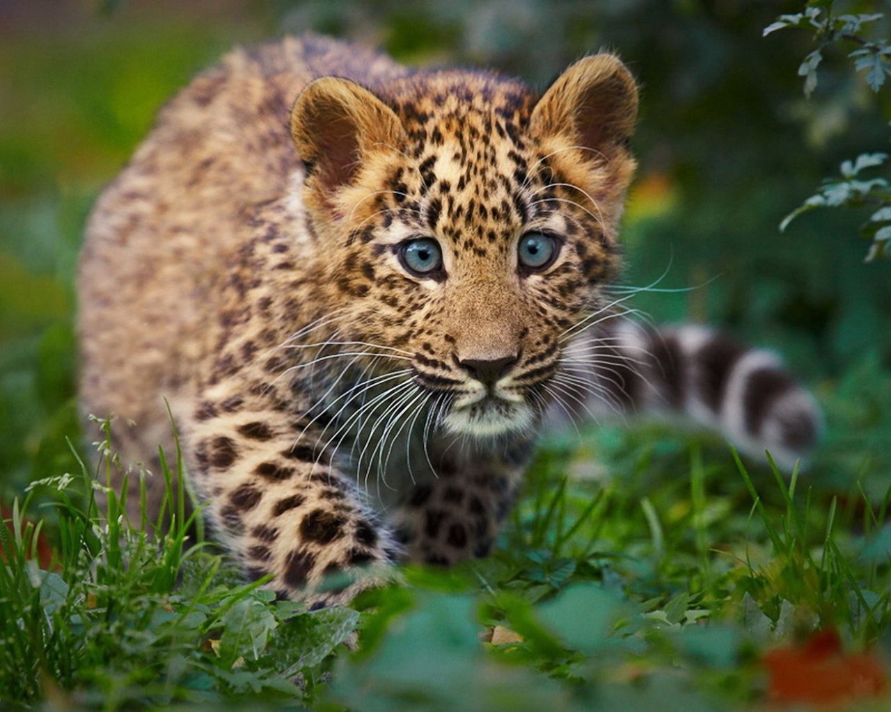 Детенышь леопарда