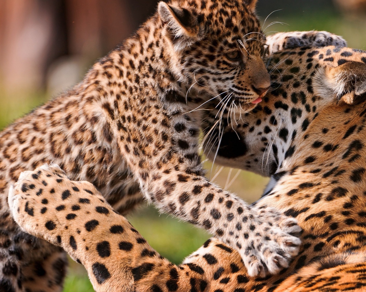 Леопард с котенком