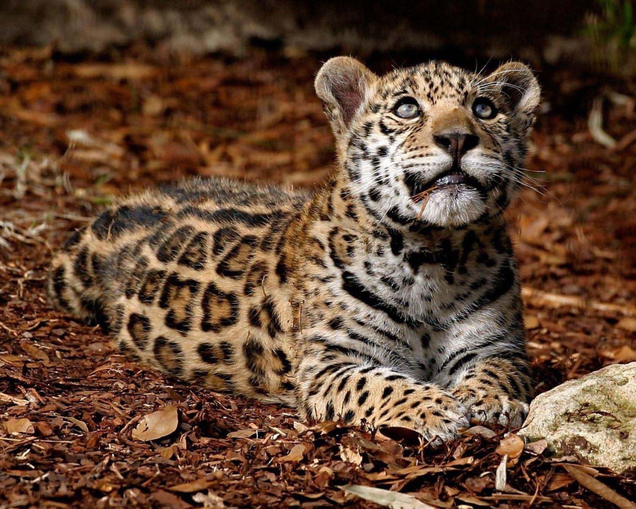 Леопард глядит вверх