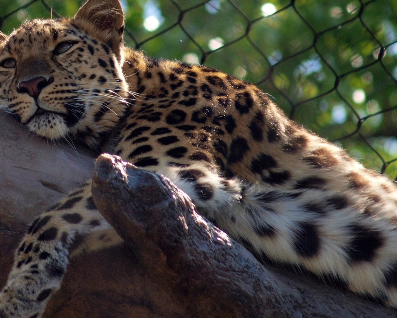 Леопард отдыхает