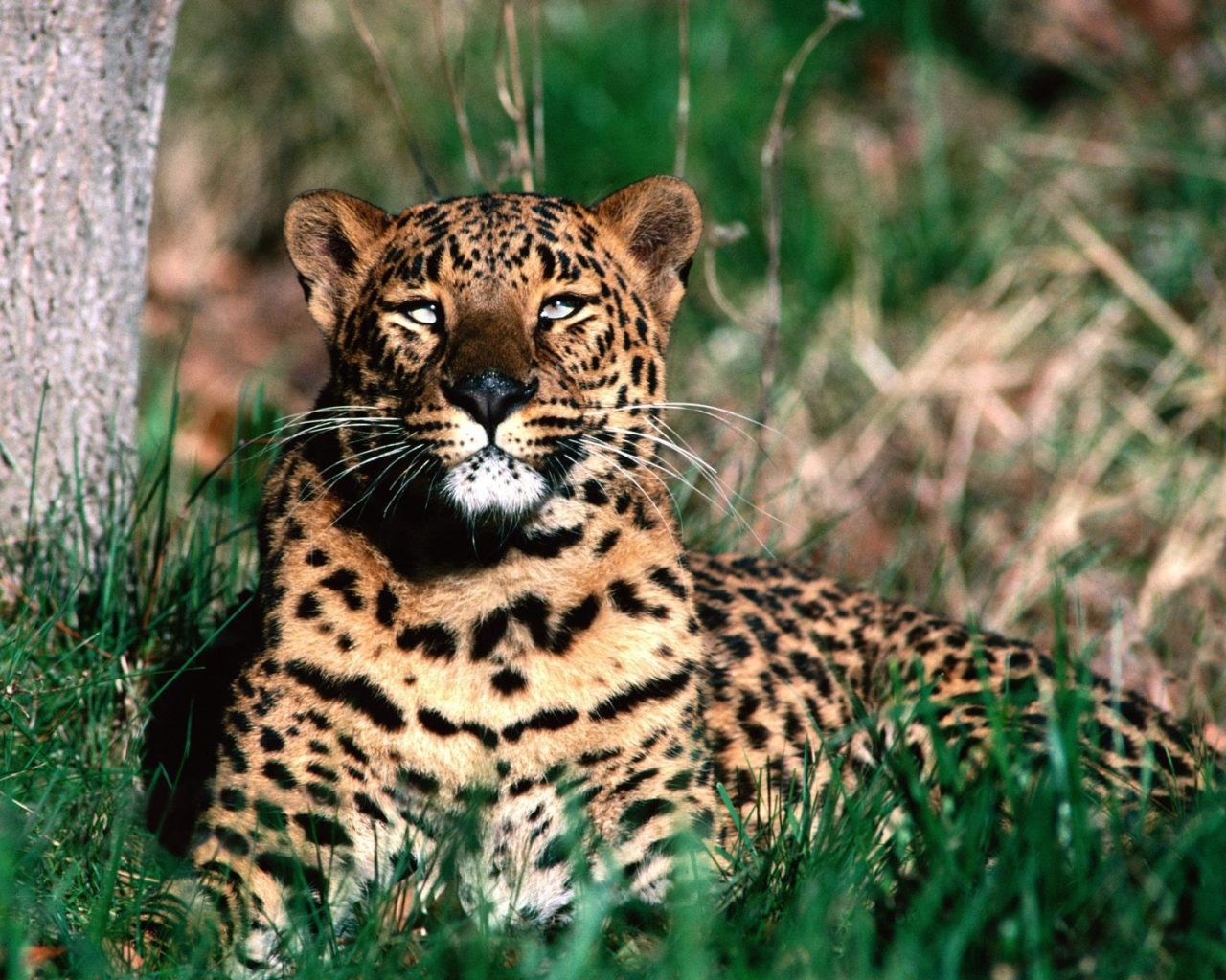 Леопард отдыхает после обеда