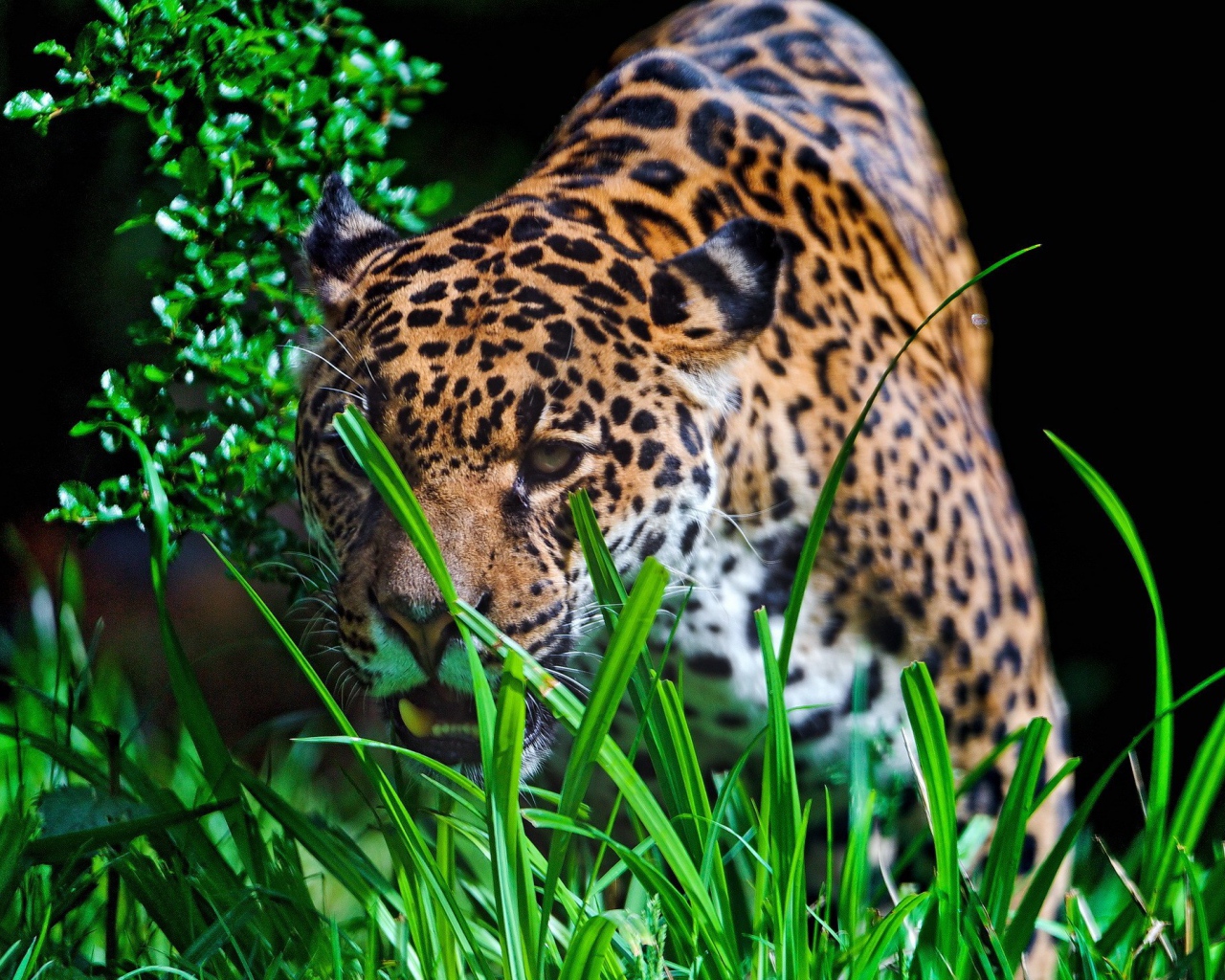 Леопард крадется к добыче