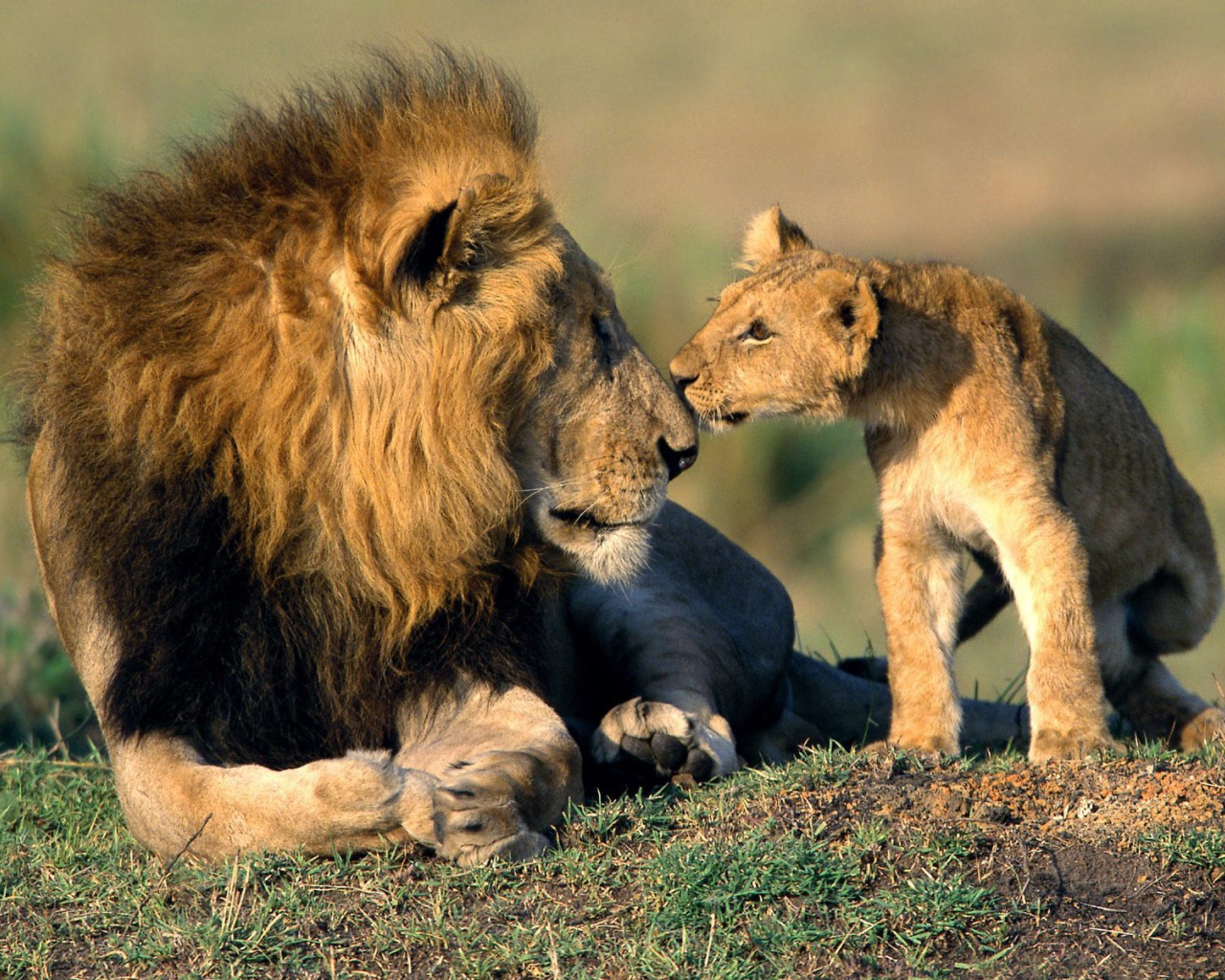 Львенок нюхает своего отца