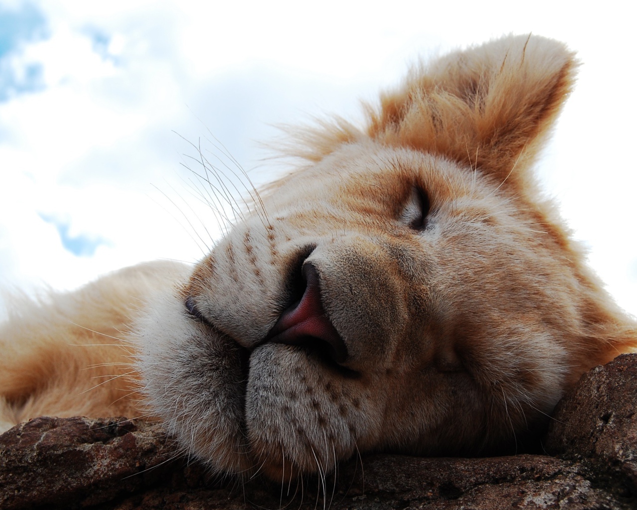 Львиный сон