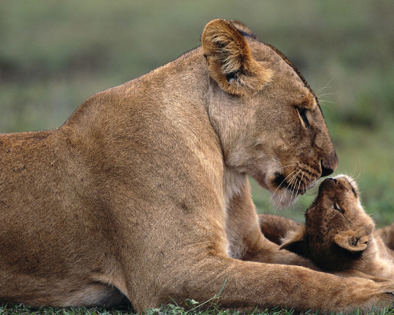 Львица с львенком