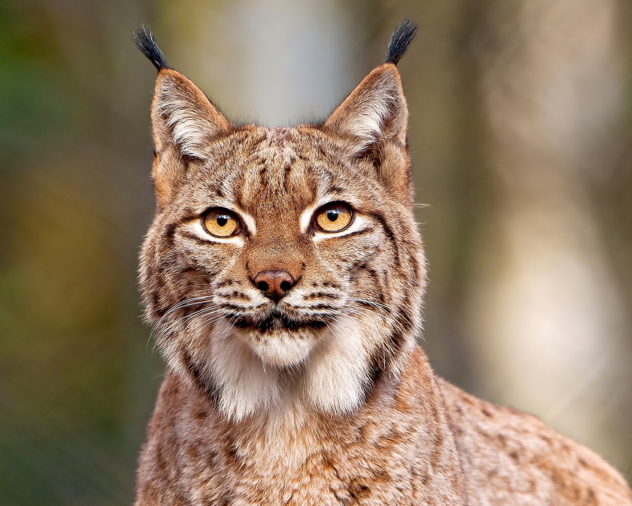 Рысь с кисточками