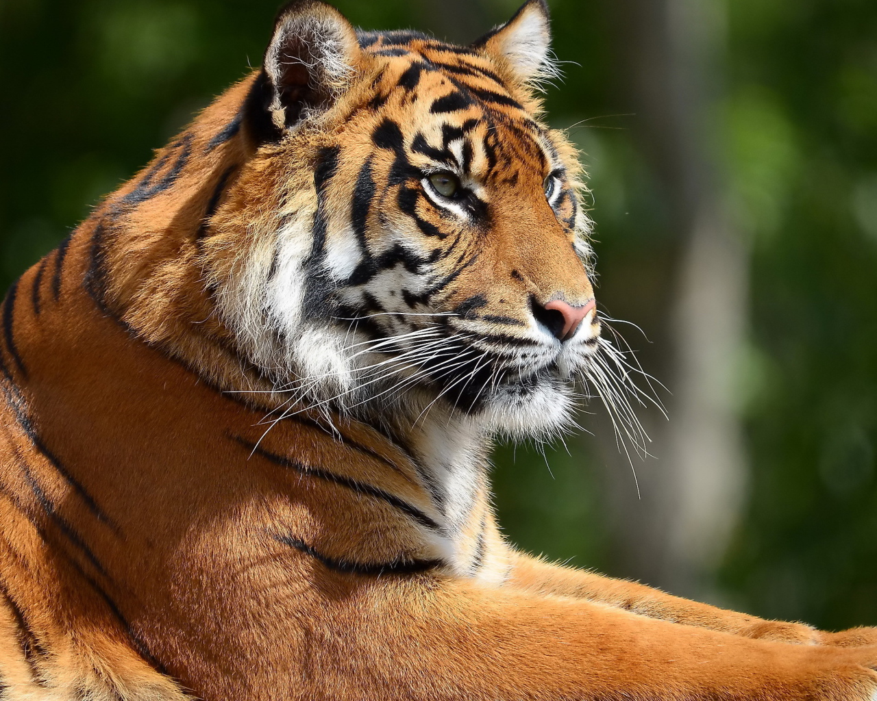 Портрет тигра в профиль