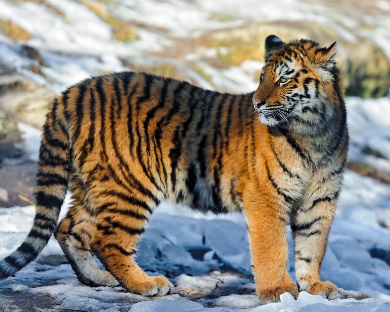 Полосатый тигр на снегу