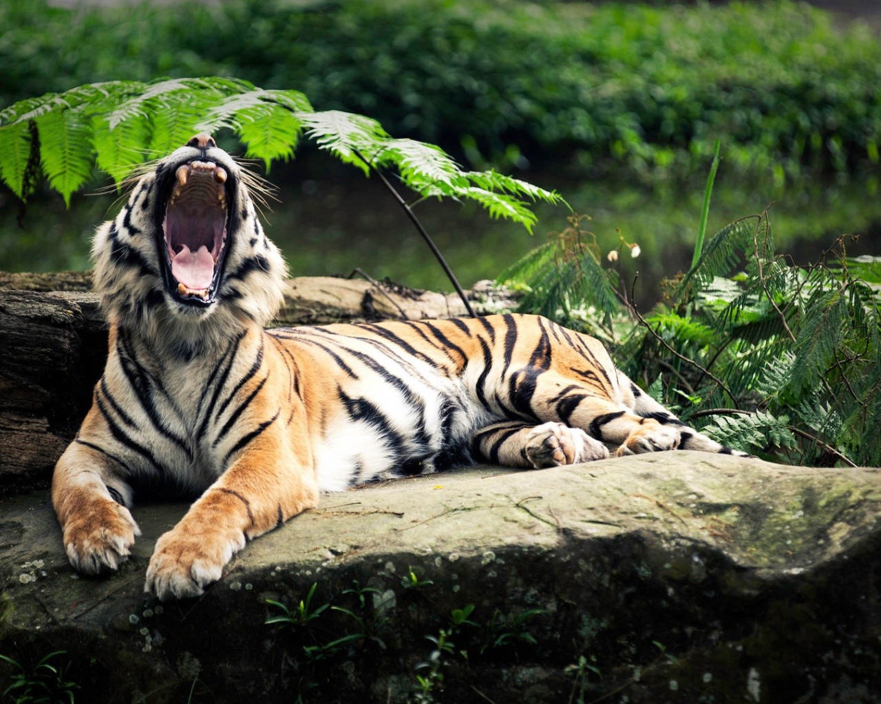 Пасть тигра