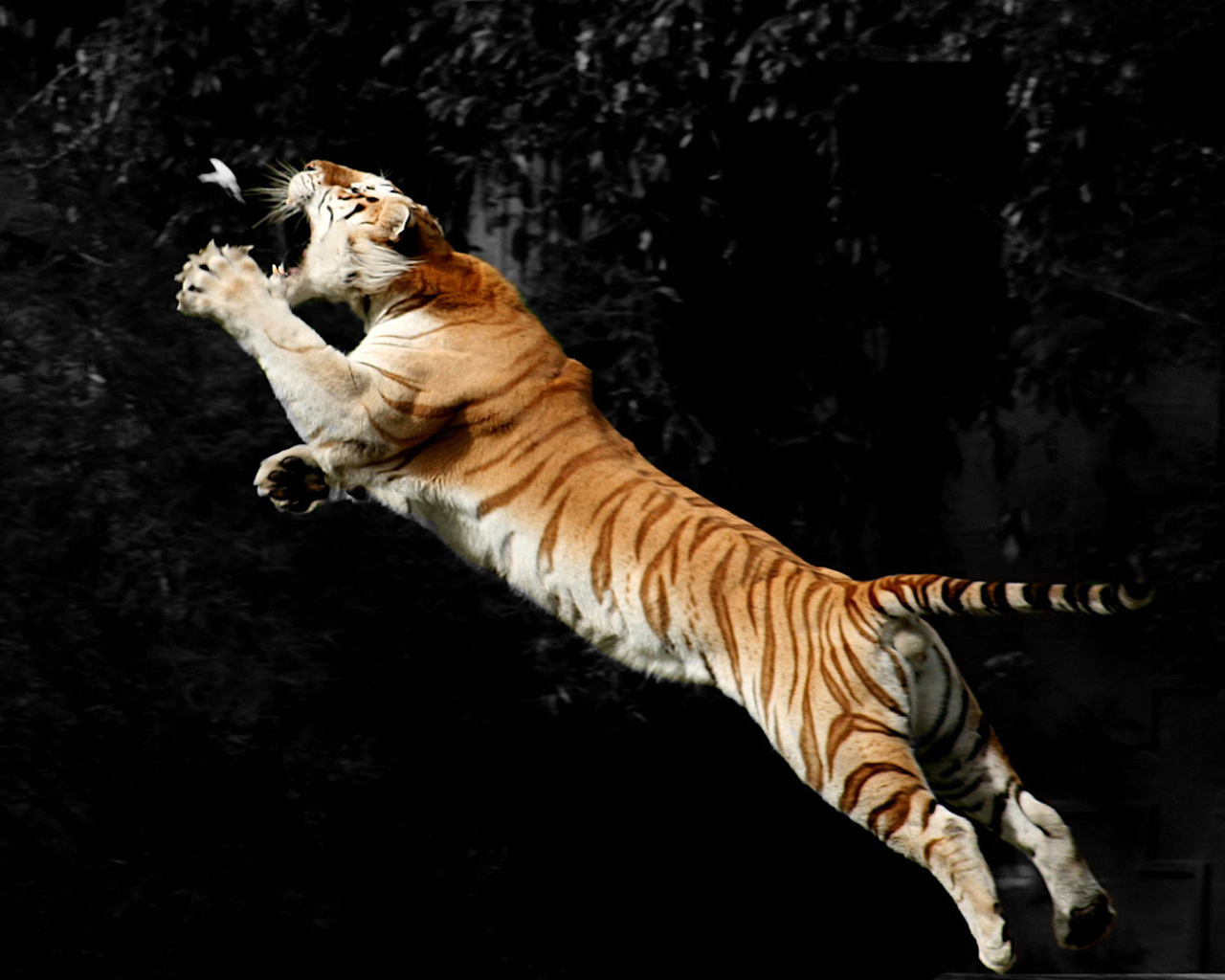 Тигр ловит птицу