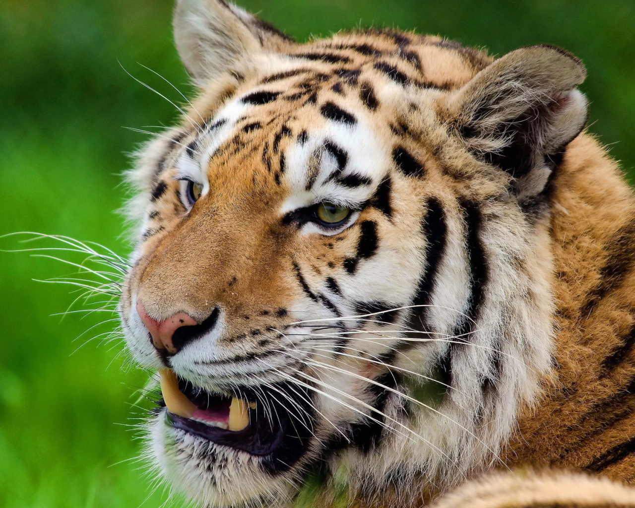 Тигр скалит зубы